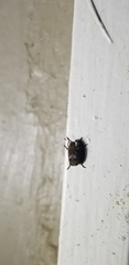 Euparius