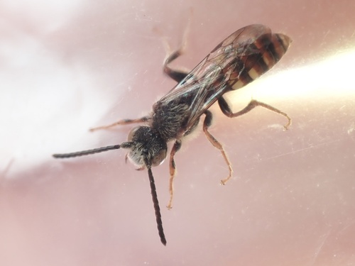 Nomada calloptera