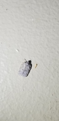 Flatoidinus punctatus