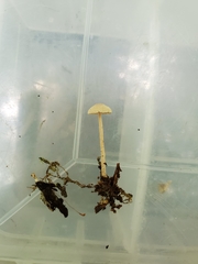 Tubariaceae