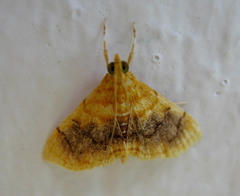 Mabra eryxalis
