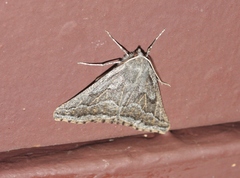 Tetracis formosa