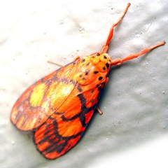 Ammatho roseororatus
