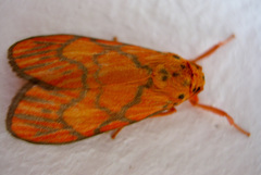 Ammatho roseororatus