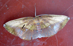 Omiza herois
