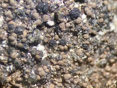 Rhizocarpon subgeminatum