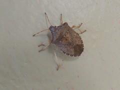 Euschistus conspersus