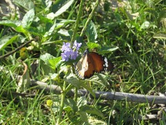 Danaus chrysippus chrysippus
