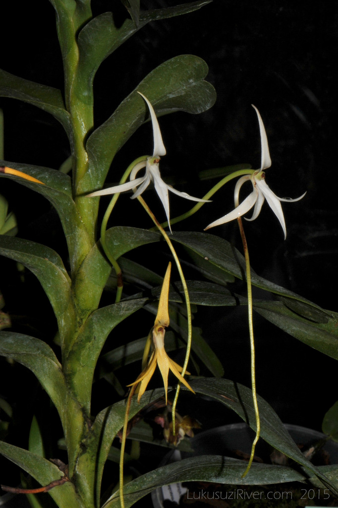 Jumellea arborescens