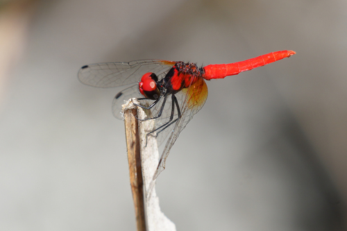 Scarlet Pygmy