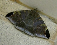 Pindara illibata