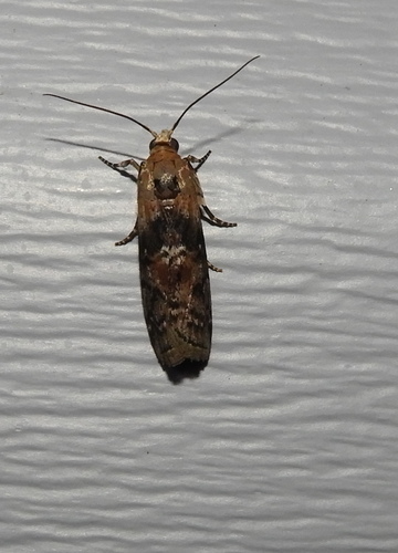 Viburnum Glyptocera Moth photo 2