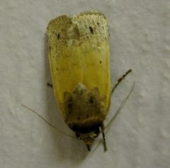 Athetis thoracica