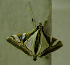 Agrioglypta deliciosa