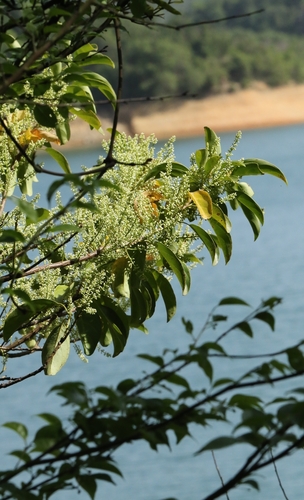 Image of Itea chinensis by no rights reserved