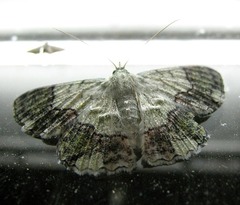 Pingasa ruginaria
