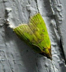 Doloessa viridis