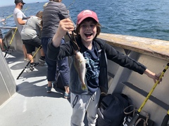 Caulolatilus princeps