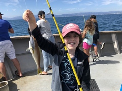 Caulolatilus princeps