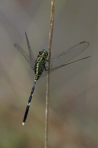 Slender Skimmer