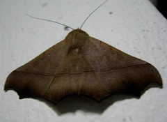 Chilkasa falcata