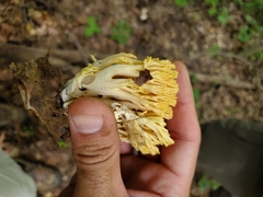Ramaria calvodistalis