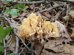 Ramaria calvodistalis