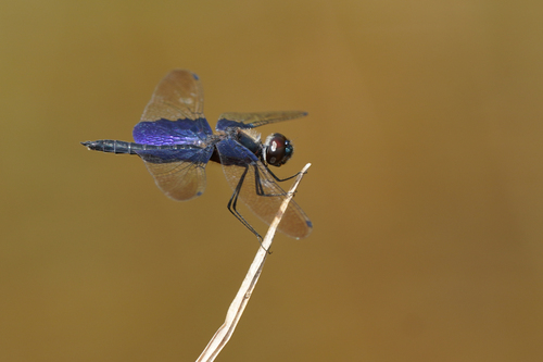 Asian Sapphire Flutterer