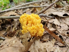 Ramaria calvodistalis