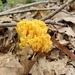 Ramaria calvodistalis - Photo (c) Stephen Russell, some rights reserved (CC BY-NC), uploaded by Stephen Russell