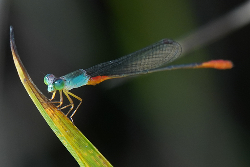 Orange-tailed Marsh Dart