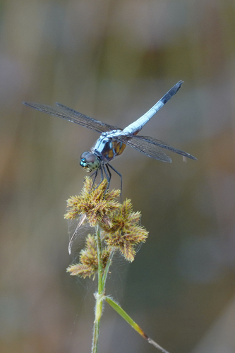 Oriental Blue Dasher