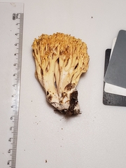 Ramaria calvodistalis