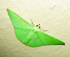 Ornithospila bipunctata