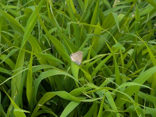 Pea Blue photo 5