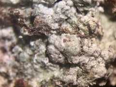 Pertusaria paratuberculifera