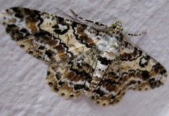 Cleora determinata