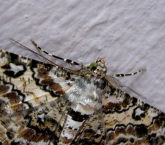 Cleora determinata