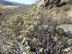 Pimelea aridula