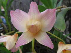 Dendrobium moschatum