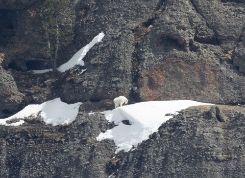 Mountain Goat photographed in Wyoming