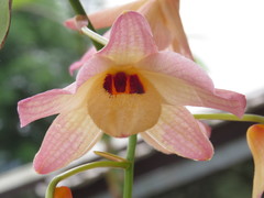 Dendrobium moschatum
