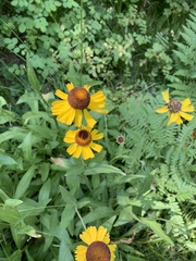 Helenium bigelovii