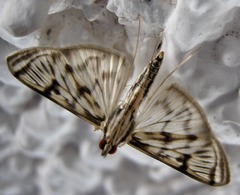 Rhimphalea