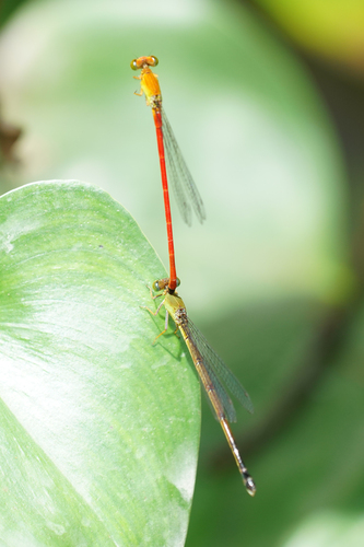 Fiery Coraltail