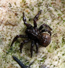 Cryptothele sundaica