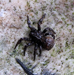 Cryptothele sundaica