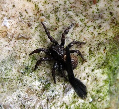 Cryptothele sundaica