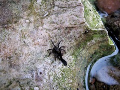 Cryptothele sundaica