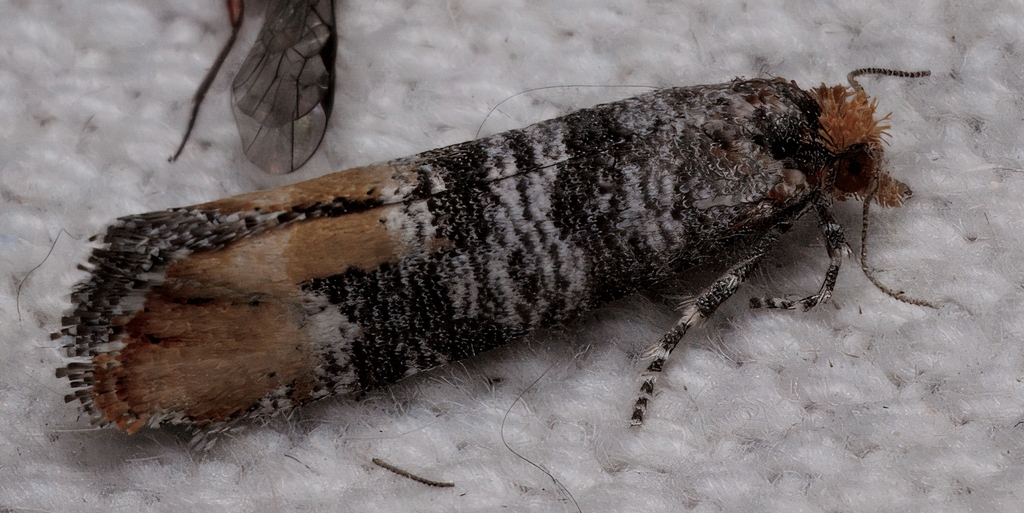 Southwestern Pine Tip Moth